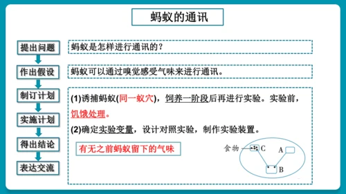 5.2.3社会行为课件-人教版生物八年级上册