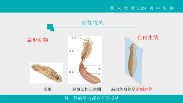 人教版生物七年级上册2.2.1《无脊椎动物》教学课件(共40张PPT)+视频素材
