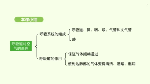 第四单元-第三章-第一节-呼吸道对空气的处理课件-2024-2025学年七年级生物下学期人教版(20