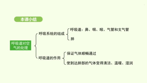 第四单元-第三章-第一节-呼吸道对空气的处理课件-2024-2025学年七年级生物下学期人教版(20