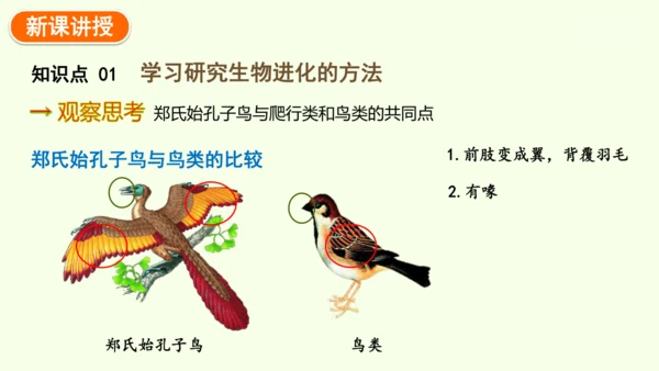 7.3.2生物进化的历程-八年级生物人教版下学期同步精品课件(共34张PPT)