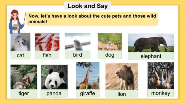 Unit 3 Amazing animals 单元复习课件(共33张PPT)