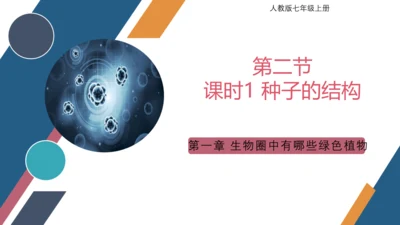 3.1.2  种子植物（课时1 种子的结构）课件-2023-2024学年人教版生物七年级上册(共24