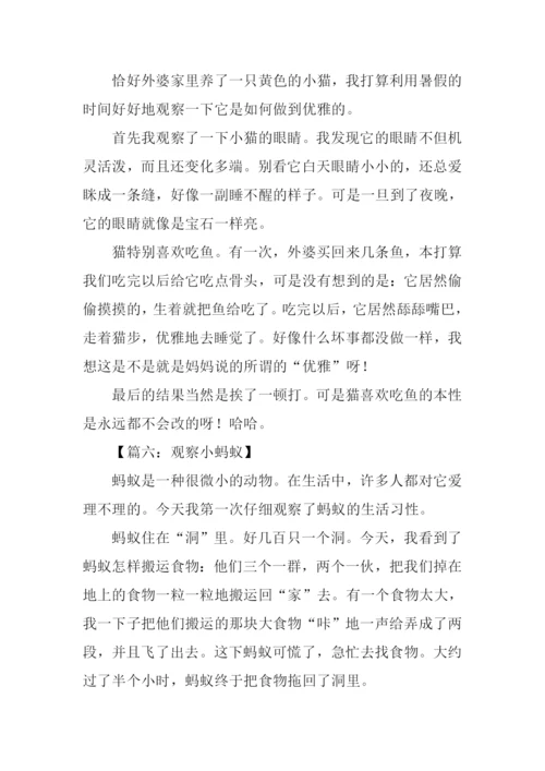 小学四年级观察作文-1.docx