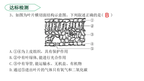 3.3 绿色植物与生物圈的水循环（课件）七年级生物上学期（人教版）(共25张PPT)