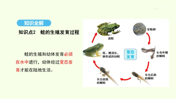 7.1.3两栖动物的生殖和发育课件-人教版生物八年级下册(共29张PPT)