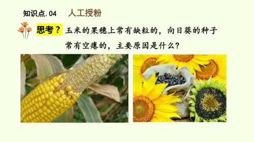3.1.3开花和结果-七年级生物下学期同步精品课件（2024人教版）(共27张PPT)