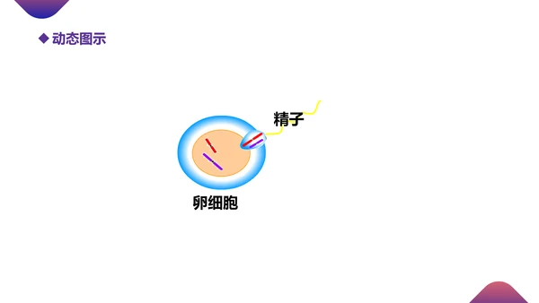 初高中生物课减数分裂作用PPT教学课件