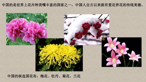 校园里的花（课件33页）-美术三年级上册人教版