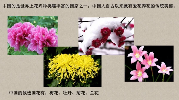 校园里的花（课件33页）-美术三年级上册人教版