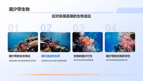 蓝色摄影风海洋生物知识科普PPT模板