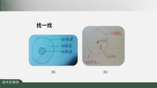 2.1.3 动物细胞 课件（共32张PPT）