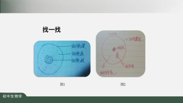 2.1.3 动物细胞 课件（共32张PPT）