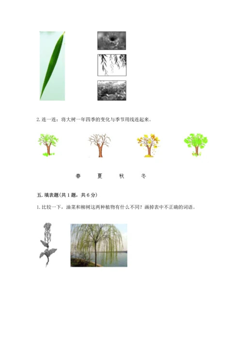 教科版科学一年级上册第一单元《植物》测试卷（全优）.docx