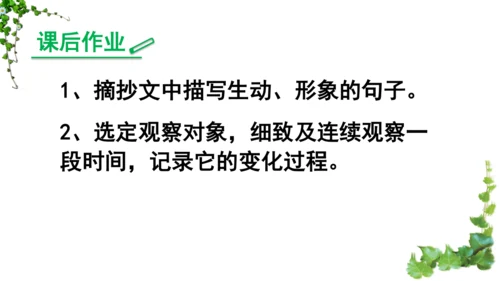 10 爬山虎的脚  课件