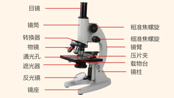 2.1.1练习使用显微镜课件2023--2024学年人教版生物七年级上册(共32张PPT)