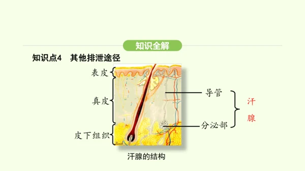 第四单元-第五章-人体内废物的排出课件-2024-2025学年七年级生物下学期人教版(2024)(共