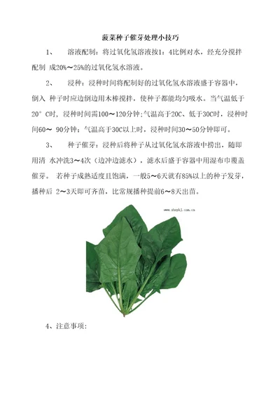 菠菜种子催芽处理小技巧