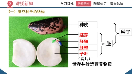 3.1.2  种子植物（课时1 种子的结构）课件-2023-2024学年人教版生物七年级上册(共24