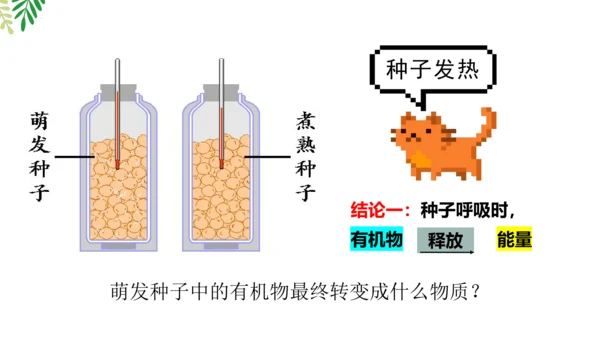 3.5.2 绿色植物的呼吸作用-2023-2024学年七年级生物上册优质课件（人教版）(共18张PP