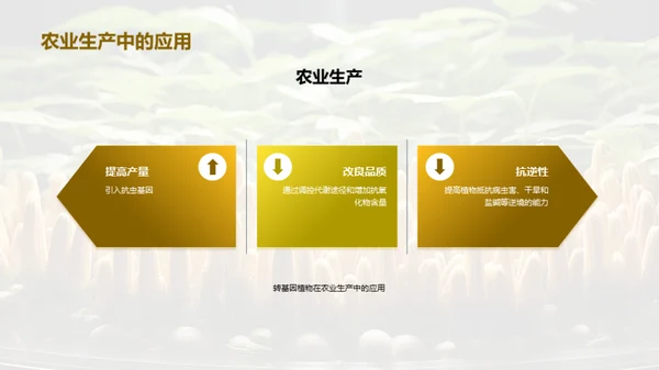 转基因植物