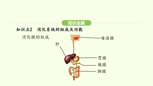 第四单元-第二章-第二节 第1课时 食物的消化课件-2024-2025学年七年级生物下学期人教版(2