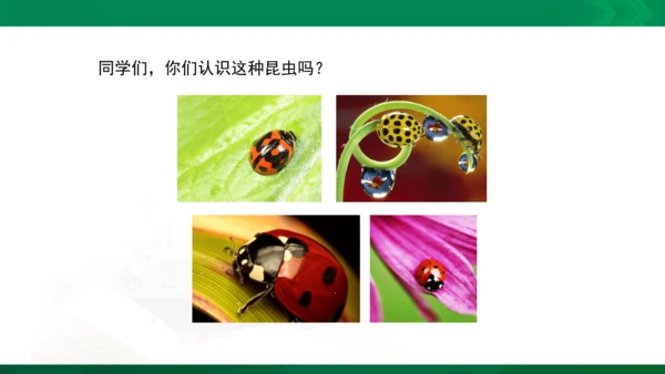 人教版一年级下册美术08《瓢虫的花衣裳》精品课件