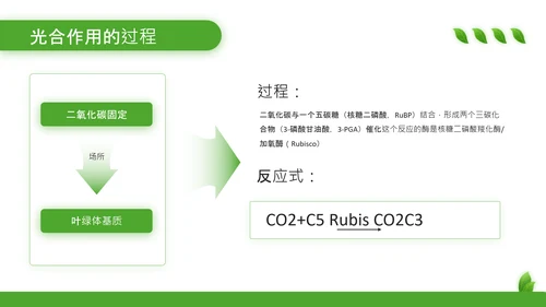 绿色清新风植物的光合作用PPT模板