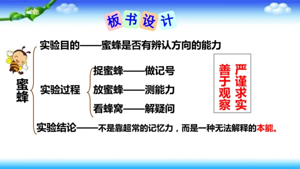 14《蜜蜂》课件