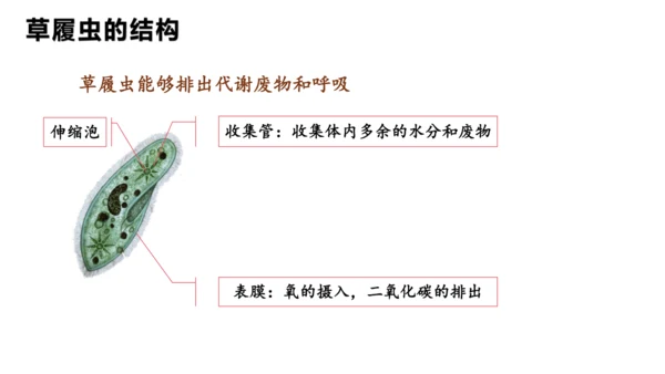 人教版七年级生物上册（2024）1.3.4 单细胞生物 课件(共22张PPT)+视频素材