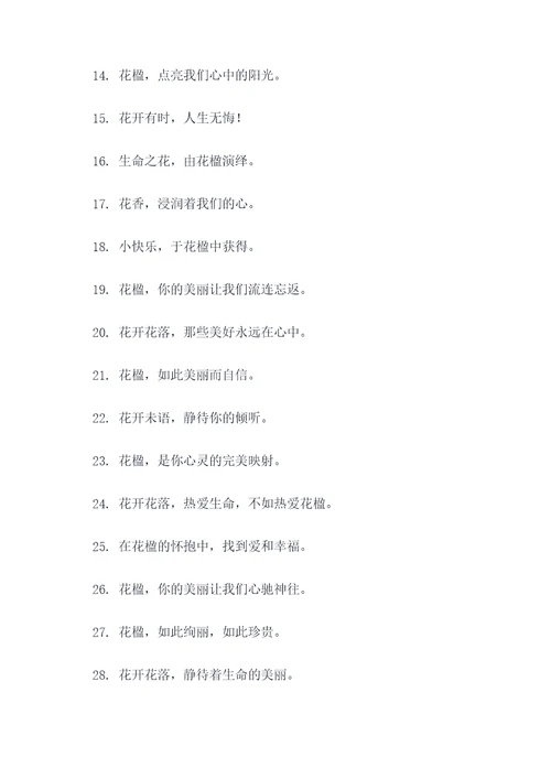 花楹的口号