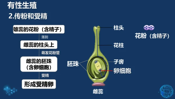 人教版生物学八年级下册 第七单元 第一章 生物的生殖和发育 第1节 植物的生殖 课件