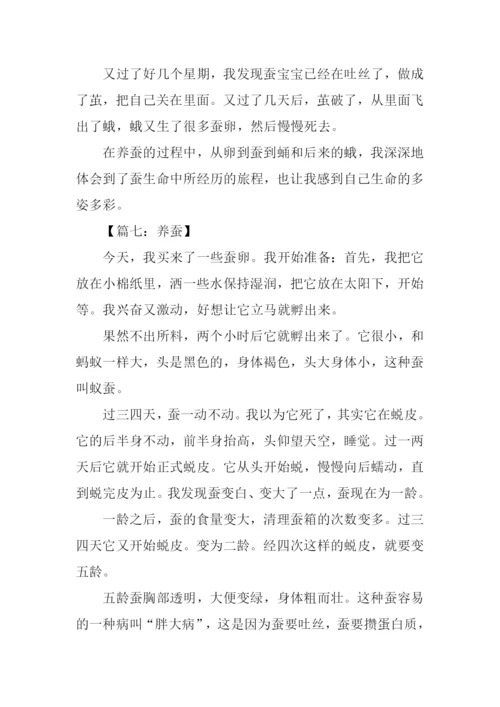 关于养蚕的作文.docx
