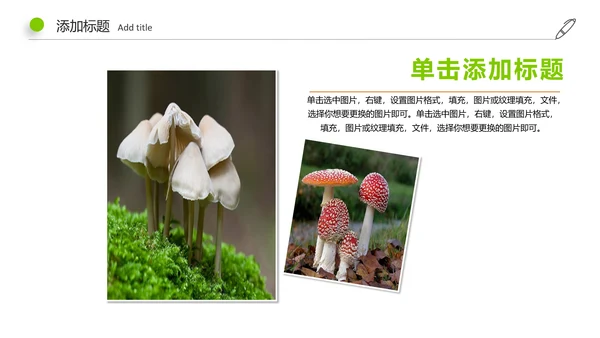 高清野生菌类动态PPT模板