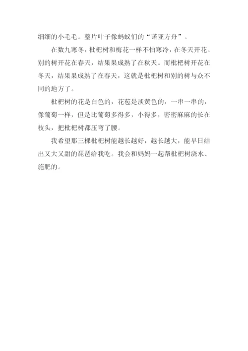 枇杷作文300字0.docx