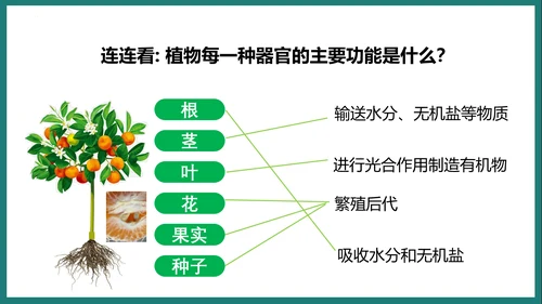 第一单元第三章从细胞到生物体（复习课件）-七年级生物上册同步教学精制课件（人教版2024）(共44张