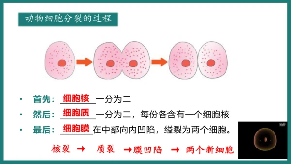 第一单元第三章从细胞到生物体（复习课件）-七年级生物上册同步教学精制课件（人教版2024）(共44张