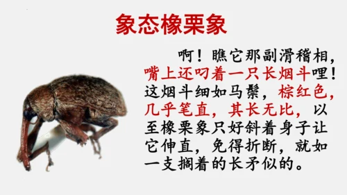 八年级上册语文第五单元 名著导读 《昆虫记》 课件