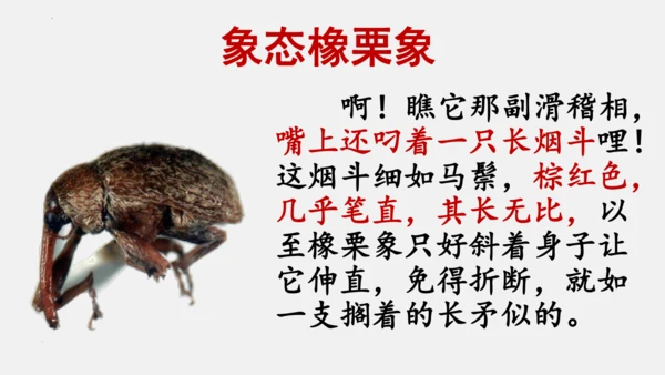 八年级上册语文第五单元 名著导读 《昆虫记》 课件