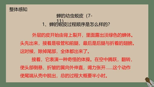 八年级下册蝉课件PPT模板