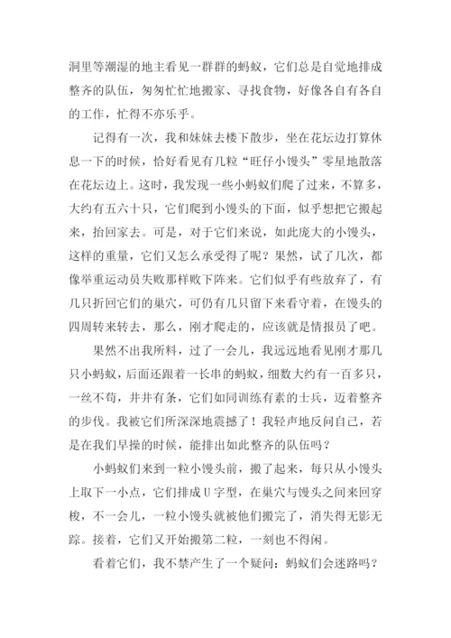 蚂蚁作文-10.docx
