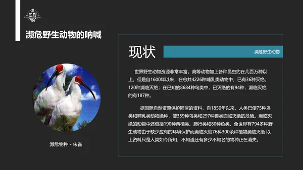 保护野生动物老虎PPT模板
