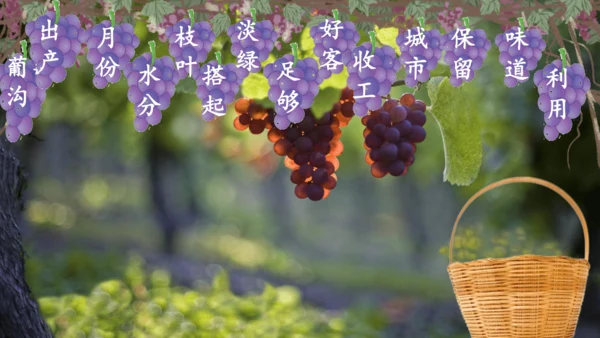 第11课《葡萄沟》课件