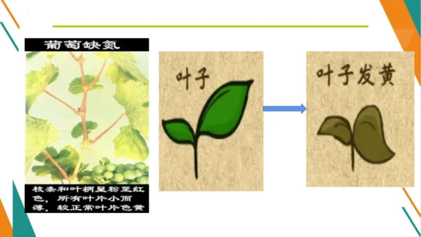 11.2 化学肥料-【教学新思维】2023-2024学年九年级化学下册同步讲透教材优选课件（人教版）