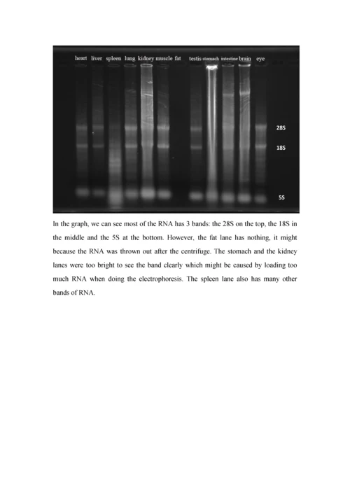 实验报告(RNA)0.docx