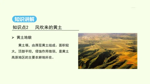 6.3 世界最大的黄土堆积区——黄土高原 第1课时 文明的摇篮 风吹来的黄土（课件31张）- 人教版