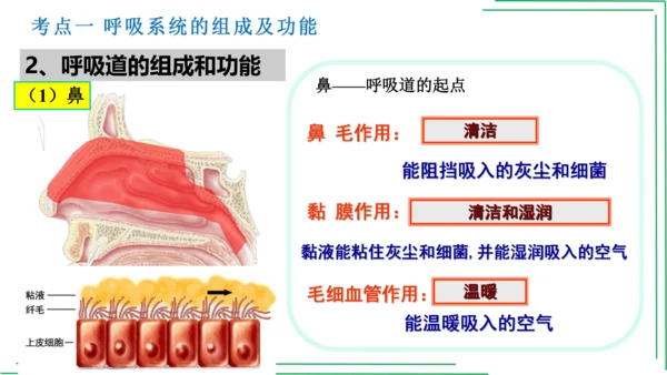 七年级下册 第三章 人体的呼吸【2023春人教七下生物期中期末复习课件】(共28张PPT)