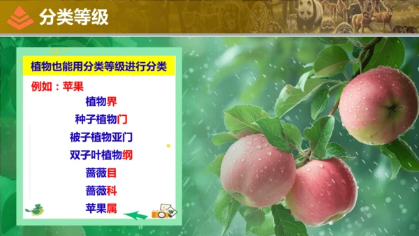 人教版生物七年级上册2.4.2《从种到界》（教学课件）(共16张PPT)
