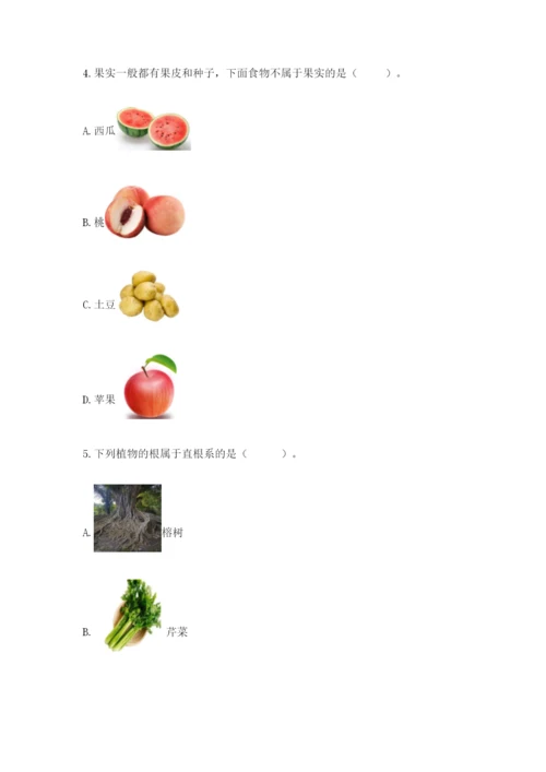 教科版四年级下册科学第一单元《植物的生长变化》测试卷【word】.docx