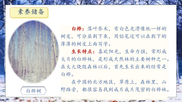 【核心素养】部编版语文四年级下册-11.白桦 第1课时（课件）
